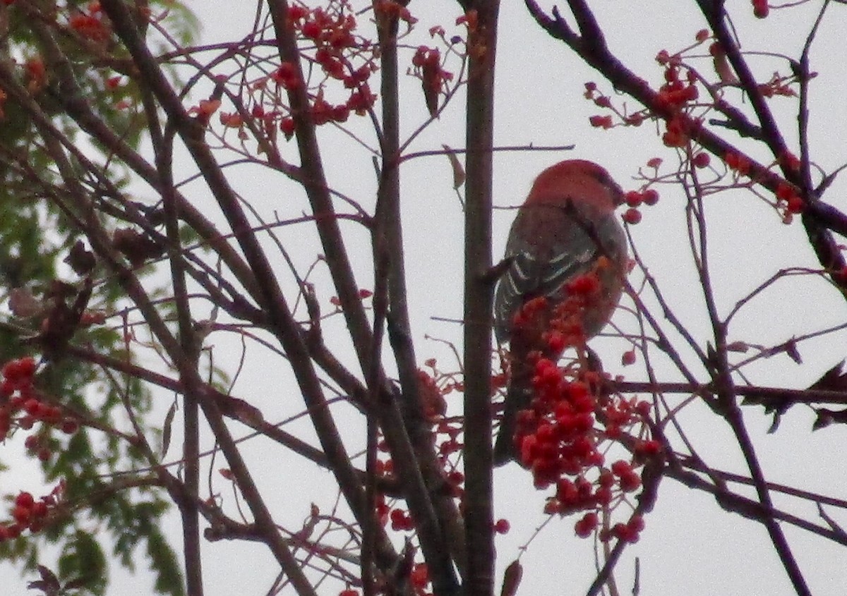 Pine Grosbeak - ML625541830