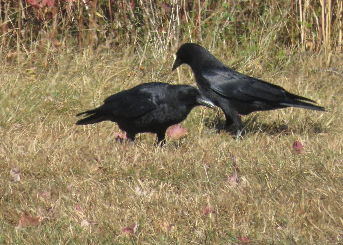 American Crow - ML625541907