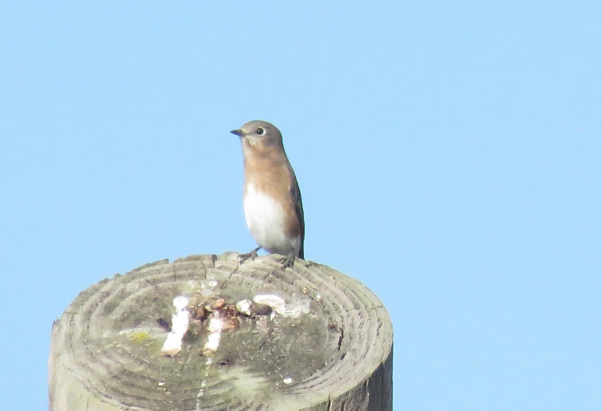 Eastern Bluebird - ML625541936