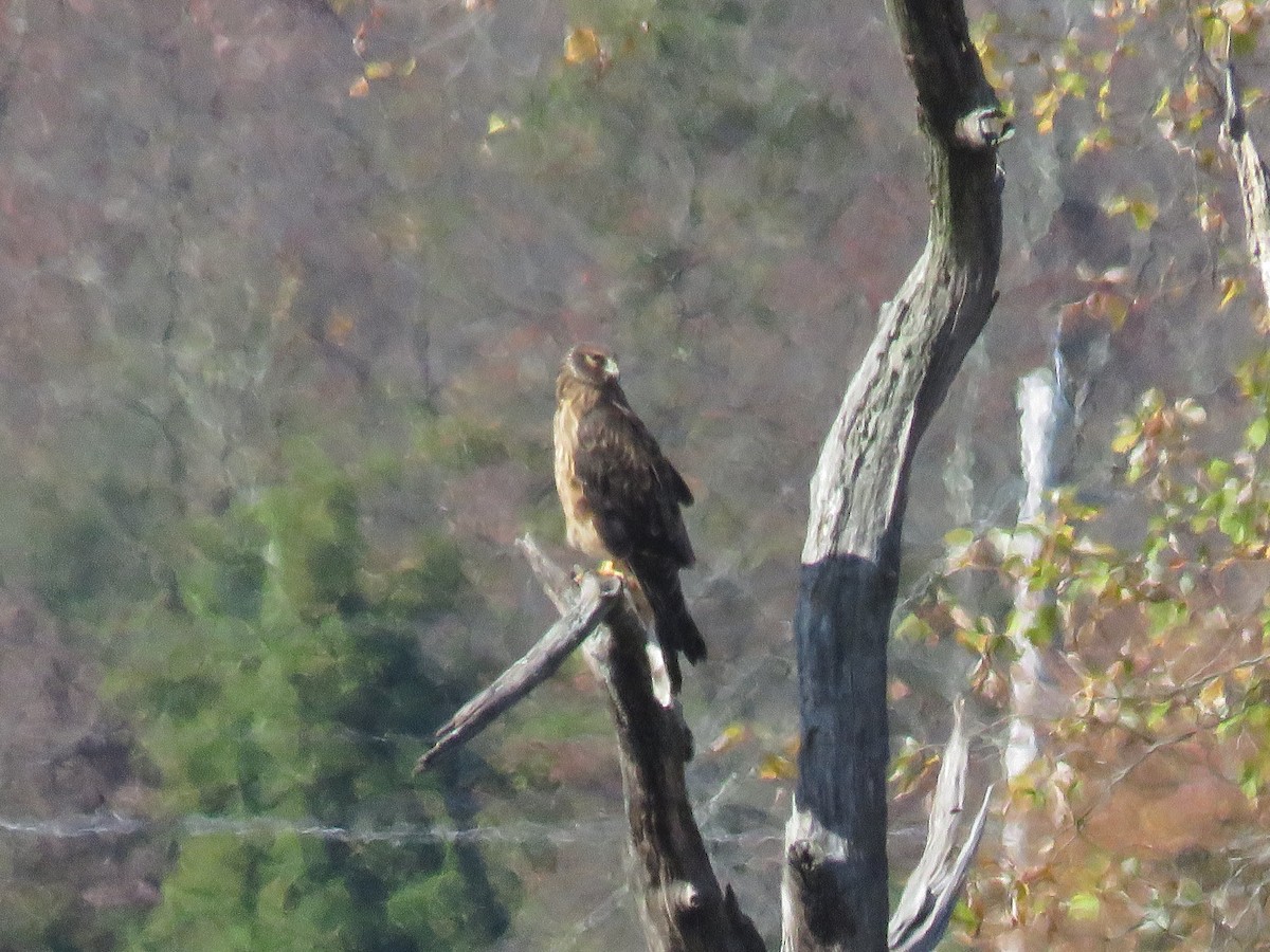 Northern Harrier - ML625541997