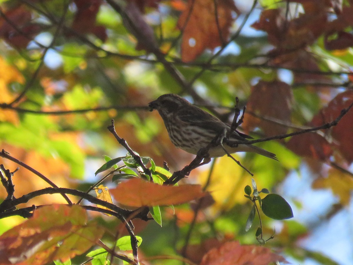 Purple Finch (Eastern) - ML625542012