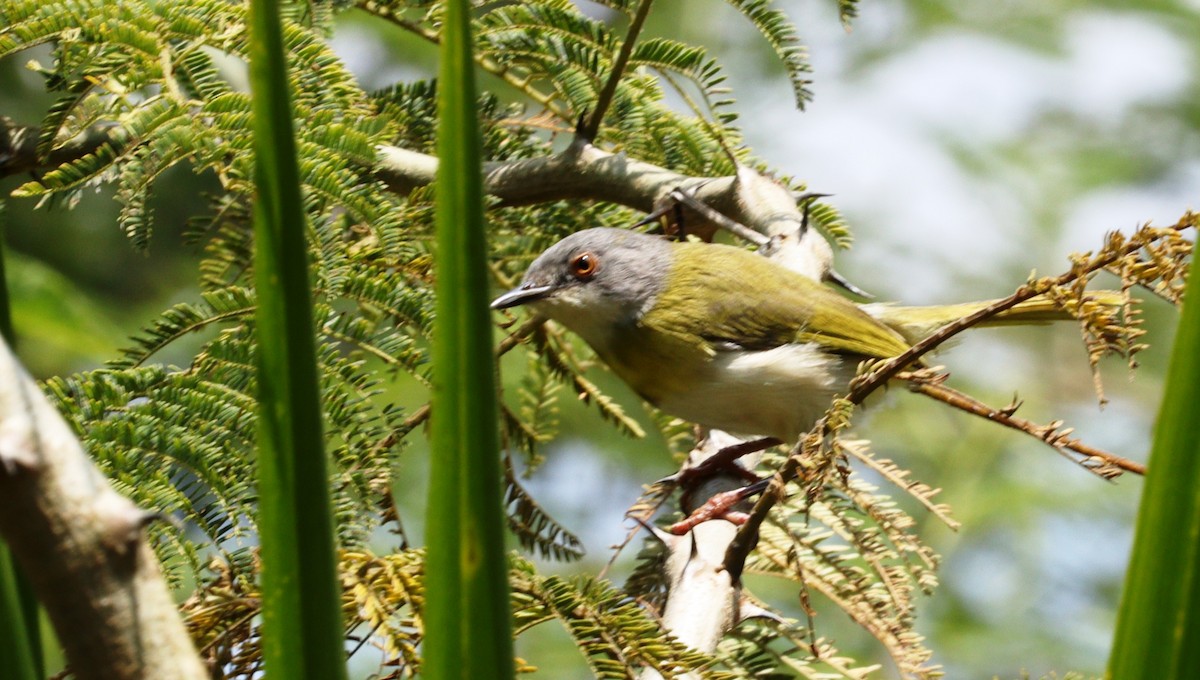 Apalis Pechigualdo - ML625542115