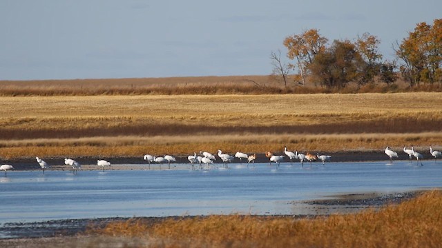 Whooping Crane - ML625542175
