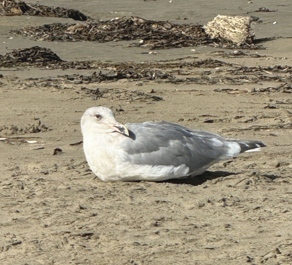 Glaucous-winged Gull - ML625542297