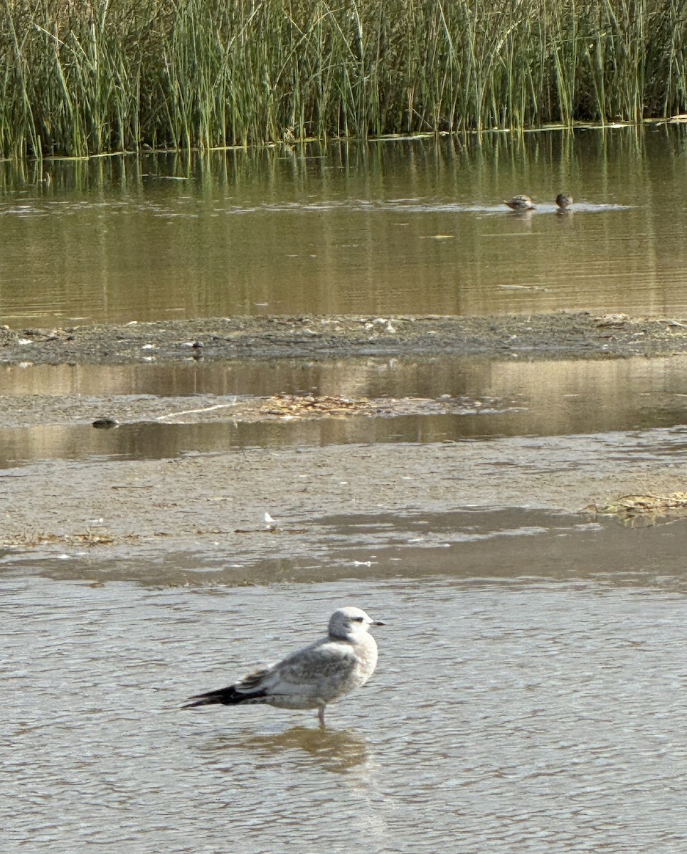 Short-billed Gull - ML625542392