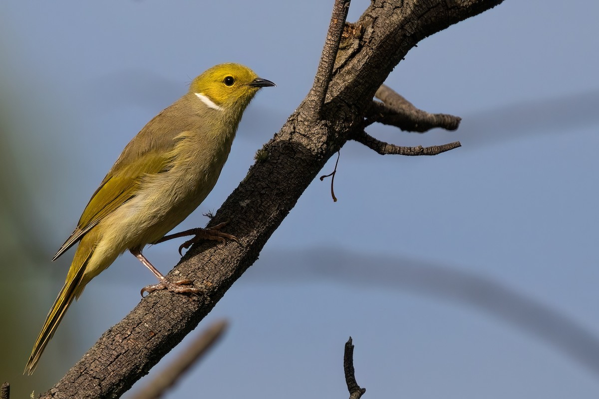 White-plumed Honeyeater - Jaap Velden