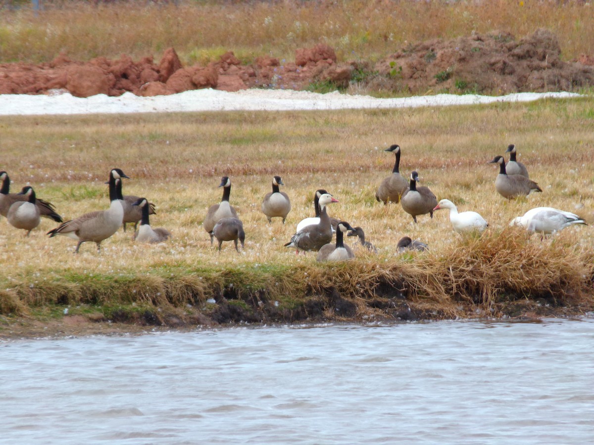 Snow Goose - ML625542450