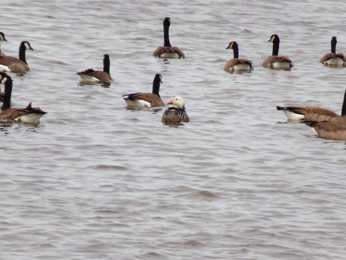 Snow Goose - ML625542452