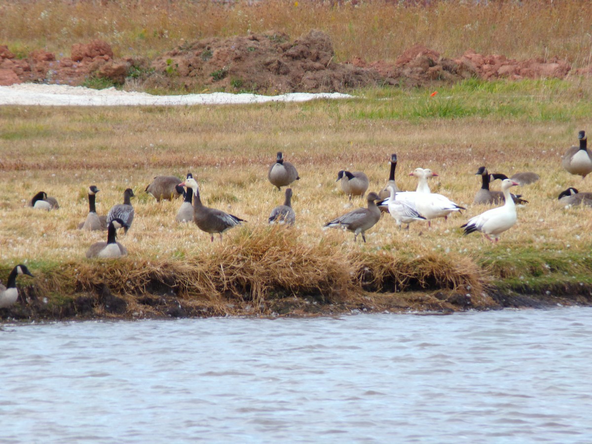 Snow Goose - ML625542455