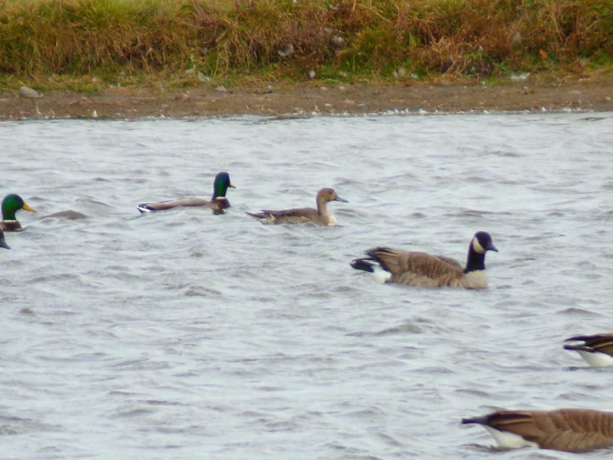 Northern Pintail - ML625542466