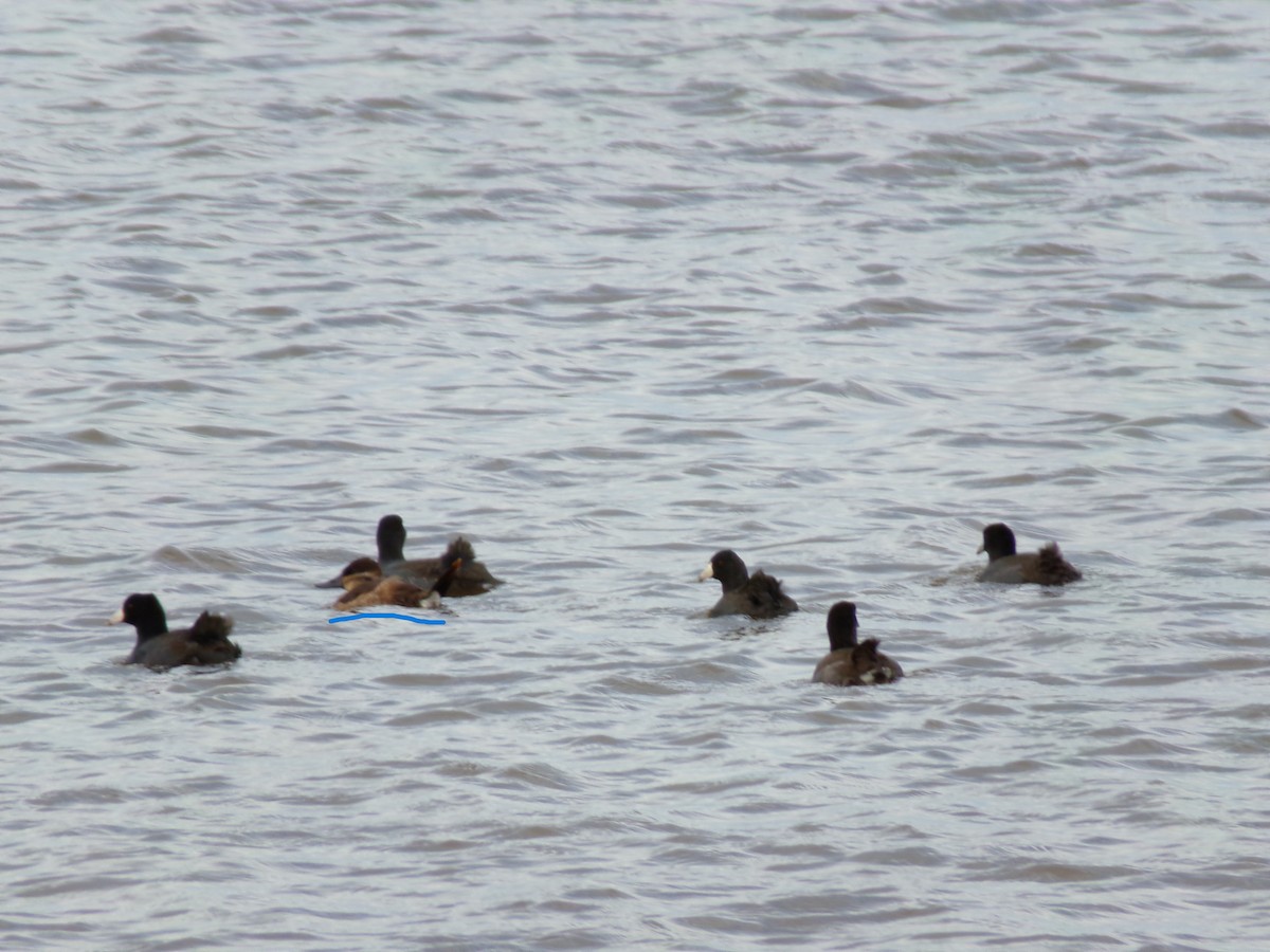 Ruddy Duck - ML625542476