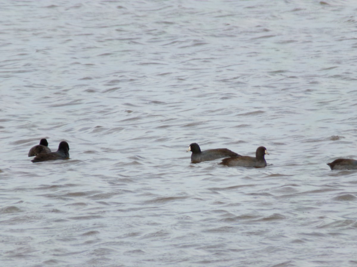 American Coot - ML625542477