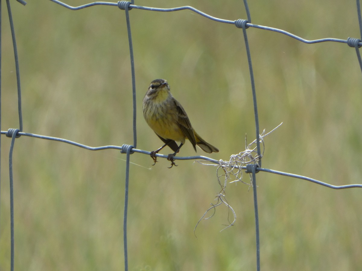 Palm Warbler - ML625542641