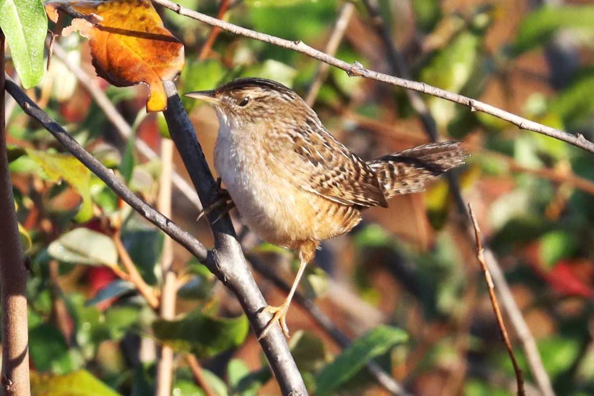 Sedge Wren - ML625542751