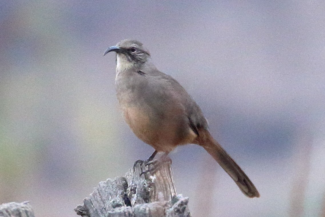 California Thrasher - ML625542761