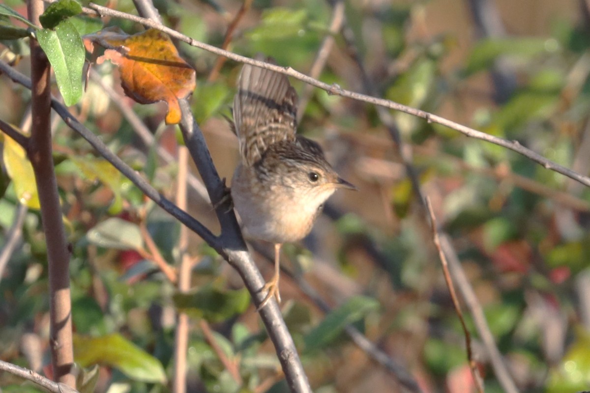 Sedge Wren - ML625542769