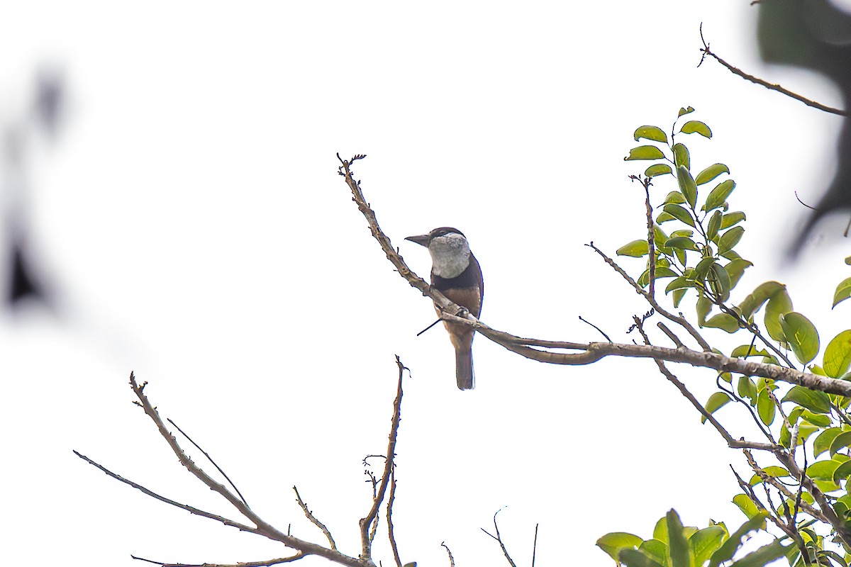 Buff-bellied Puffbird - ML625542816