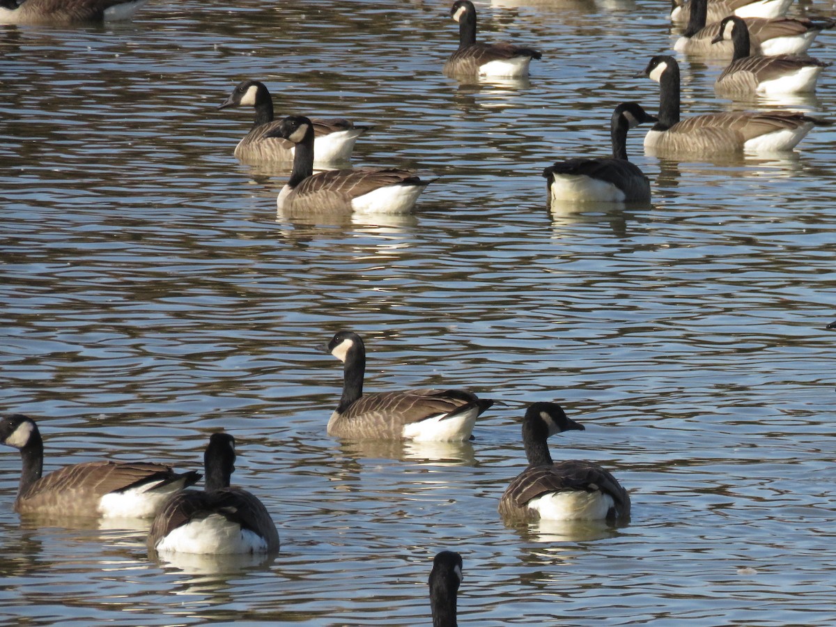 Canada Goose - ML625542959