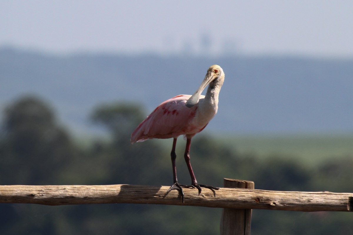 Roseate Spoonbill - ML625543024