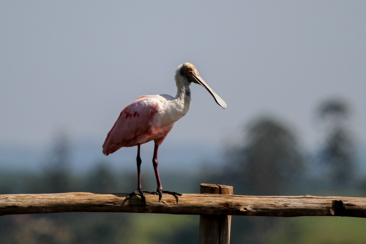 Roseate Spoonbill - ML625543026