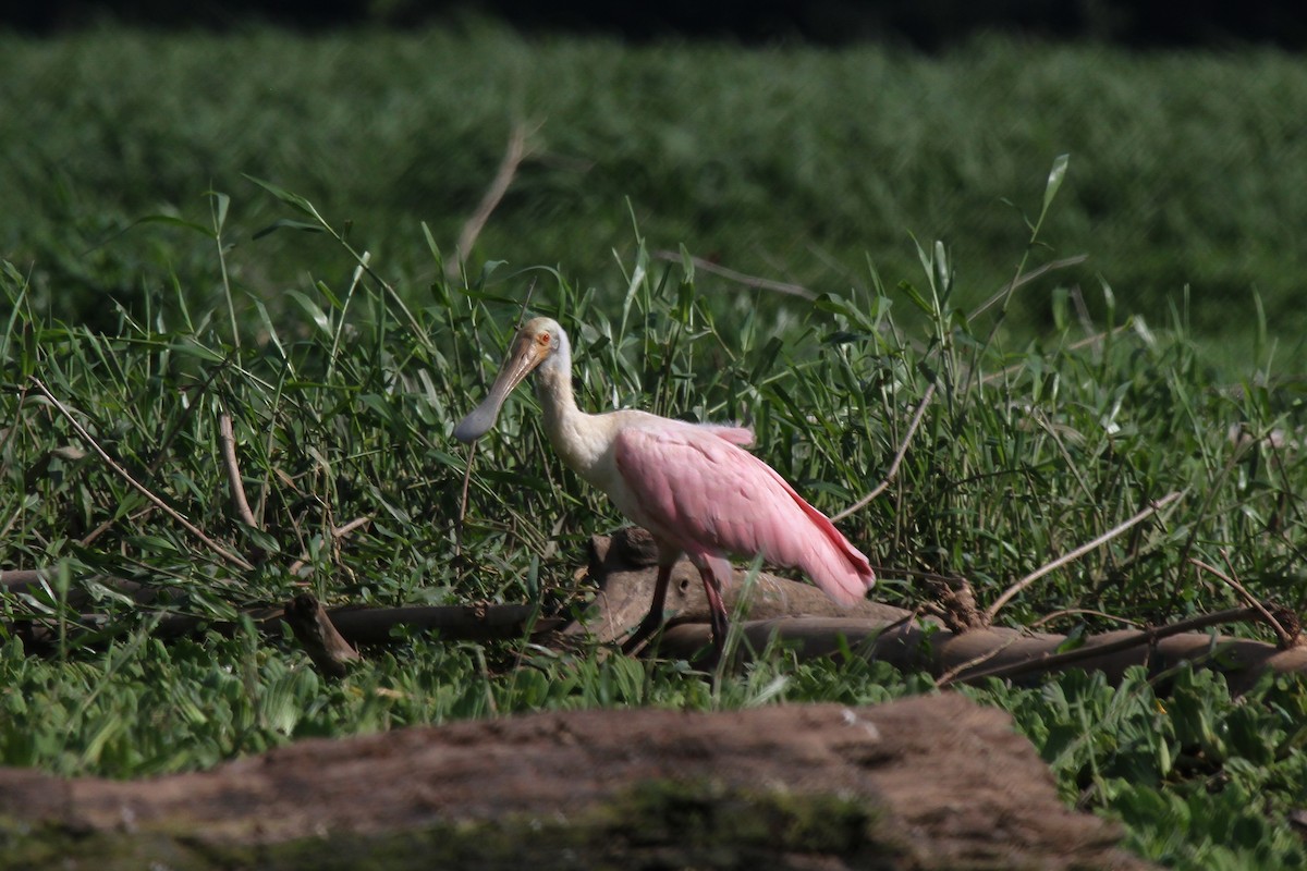 Roseate Spoonbill - ML625543027