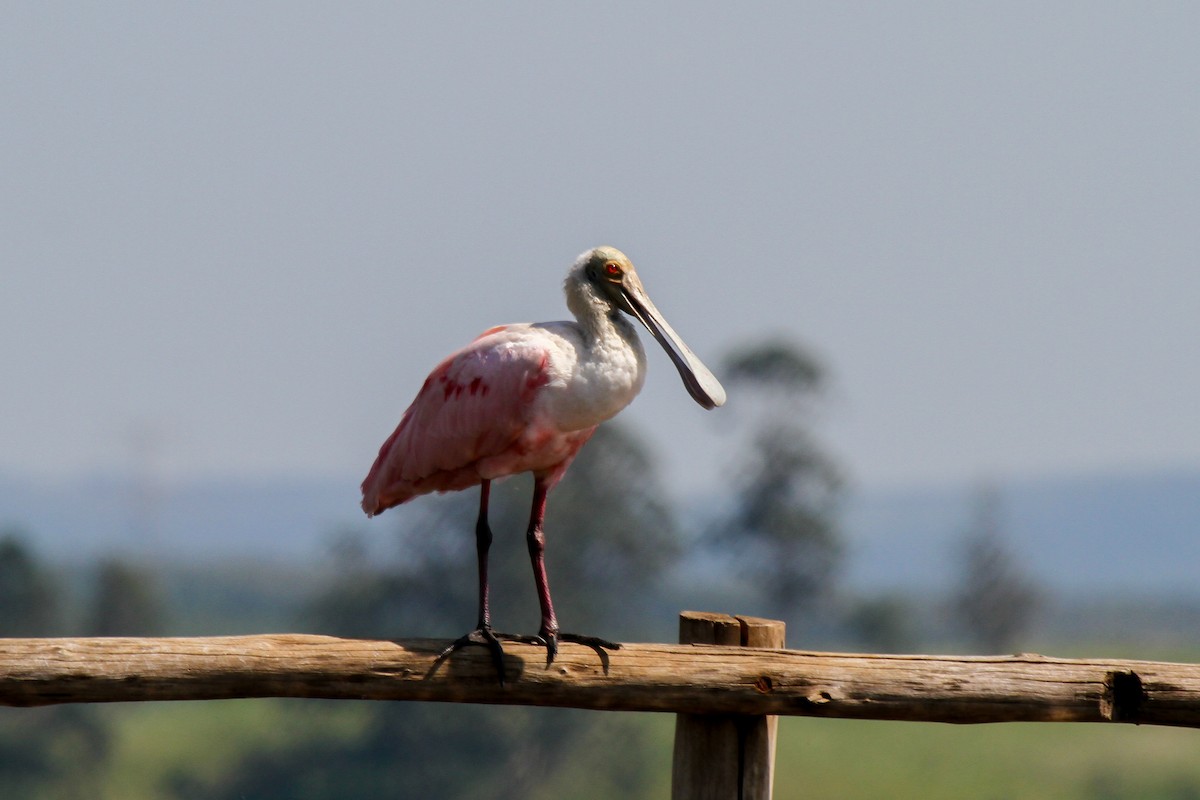 Roseate Spoonbill - ML625543028