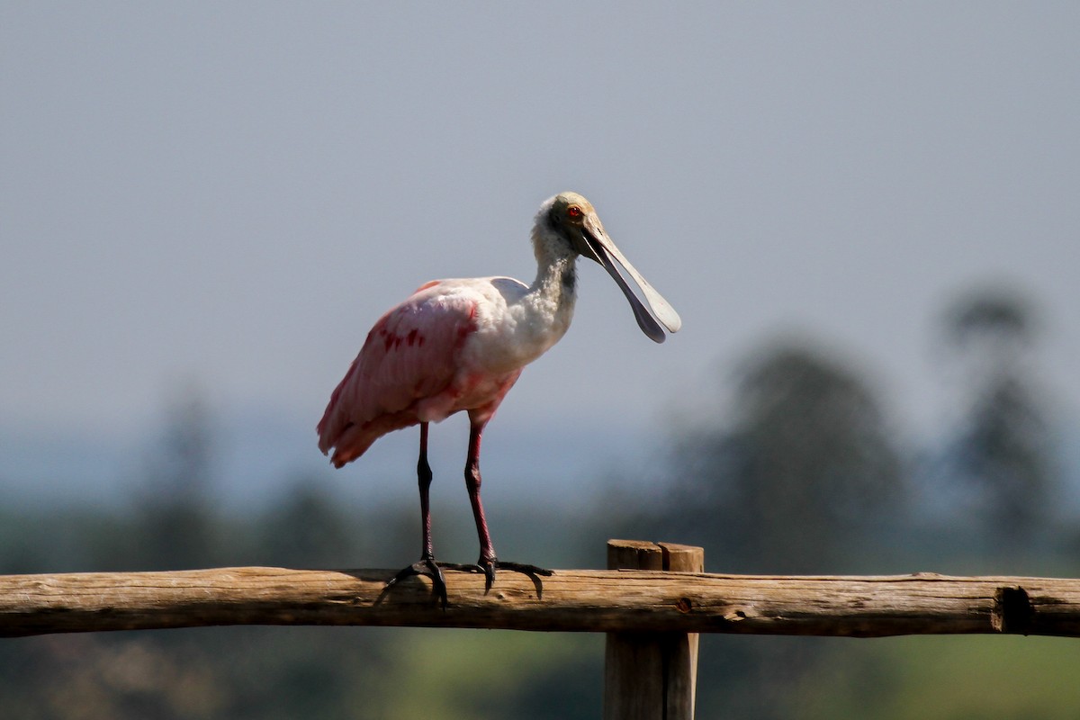 Roseate Spoonbill - ML625543029