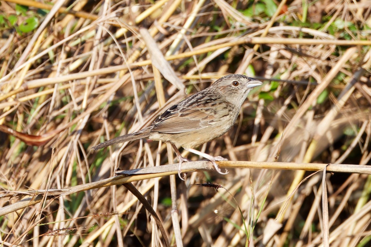 Botteri's Sparrow - Charles Davies