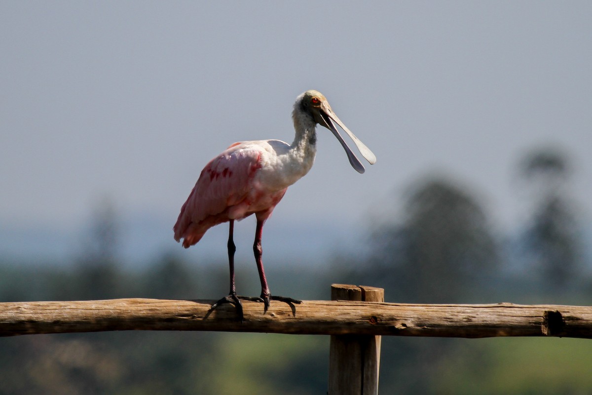 Roseate Spoonbill - ML625543032