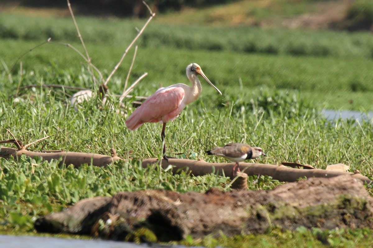 Roseate Spoonbill - ML625543033