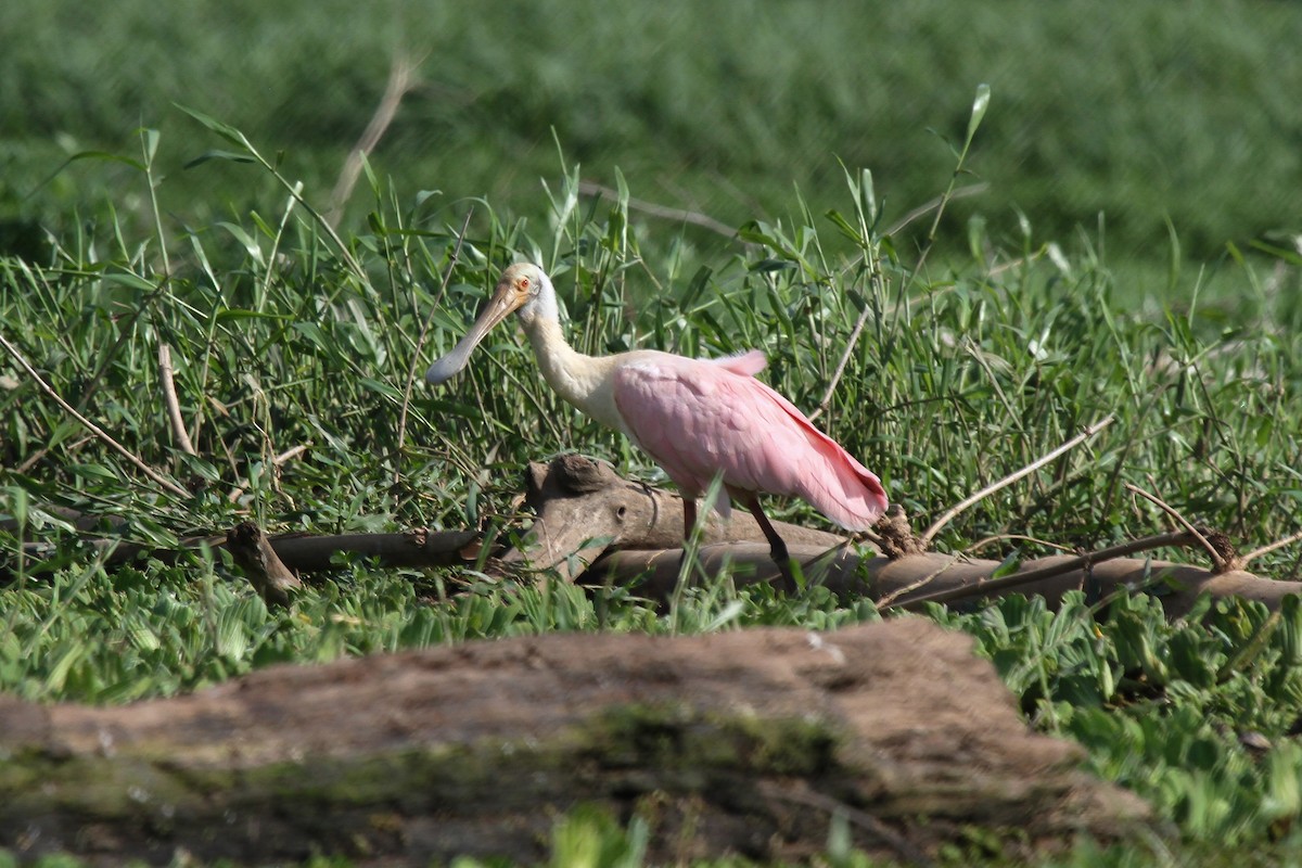 Roseate Spoonbill - Silvia Faustino Linhares