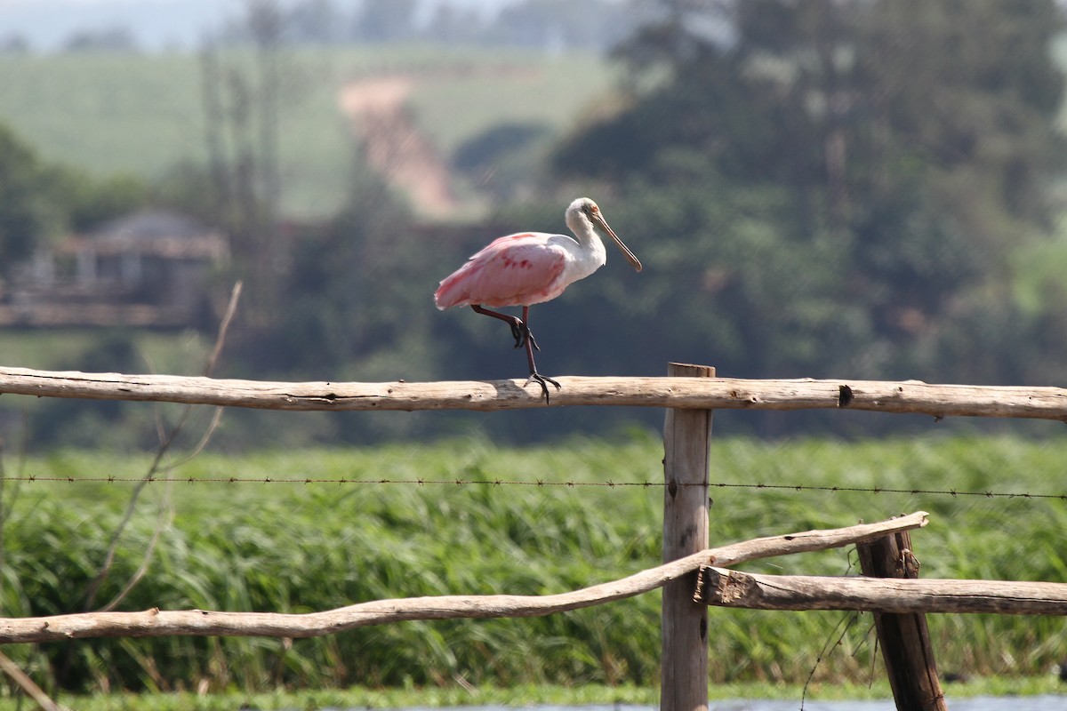 Roseate Spoonbill - ML625543035