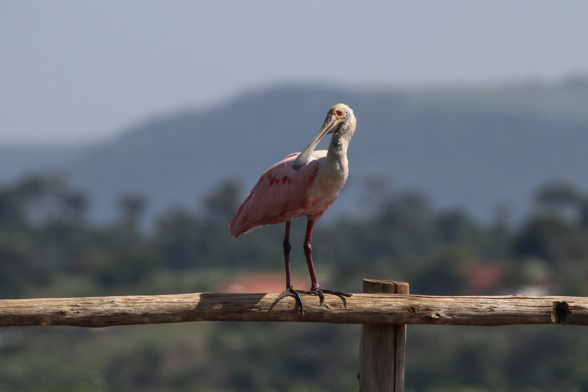 Roseate Spoonbill - ML625543036