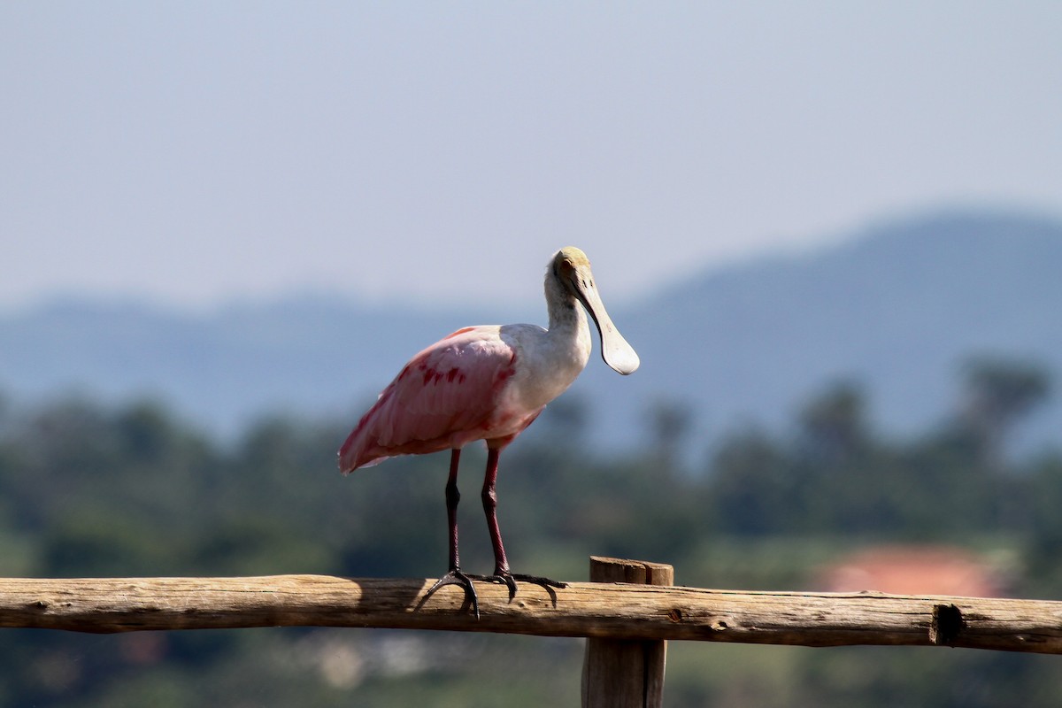 Roseate Spoonbill - ML625543037