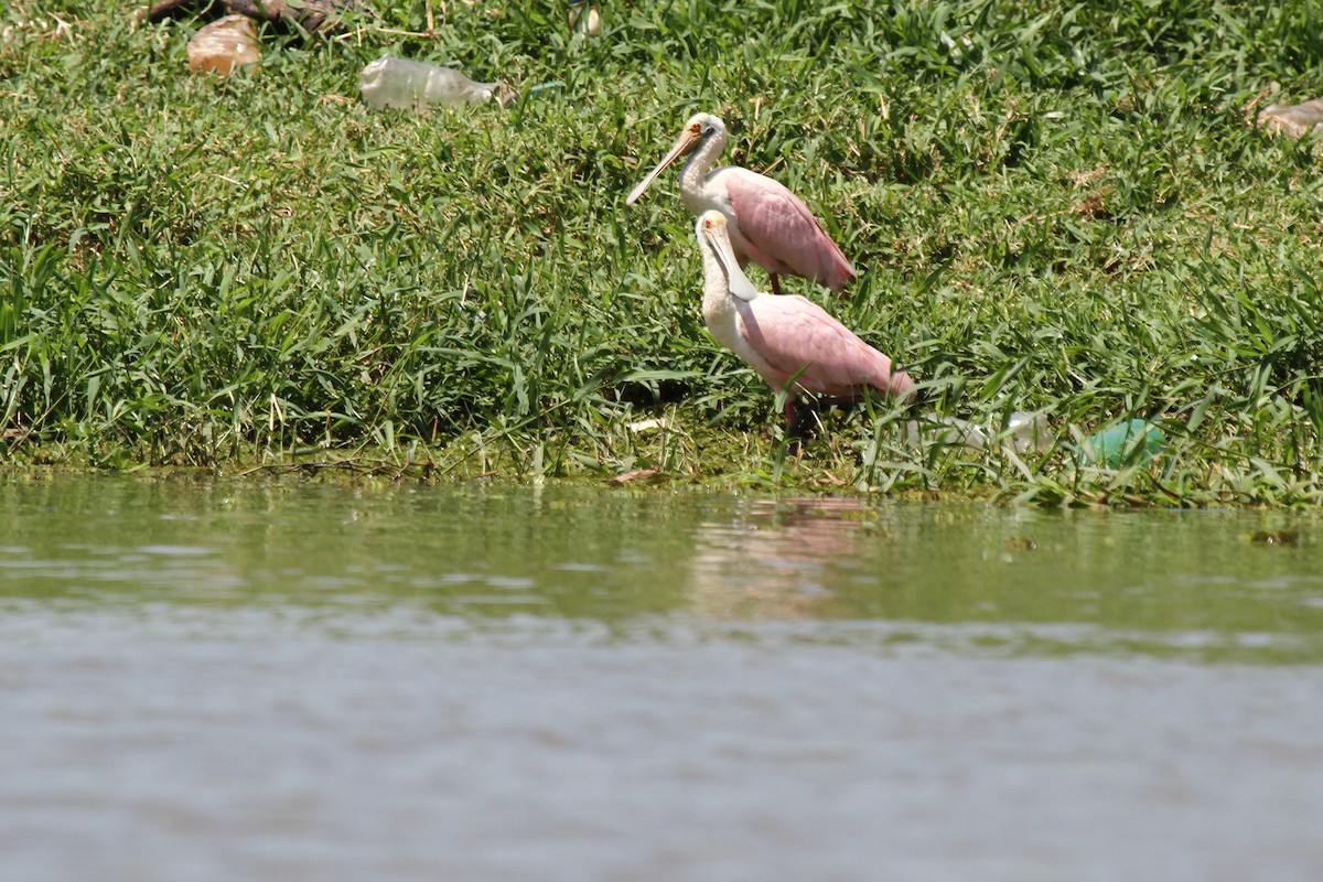 Roseate Spoonbill - ML625543038