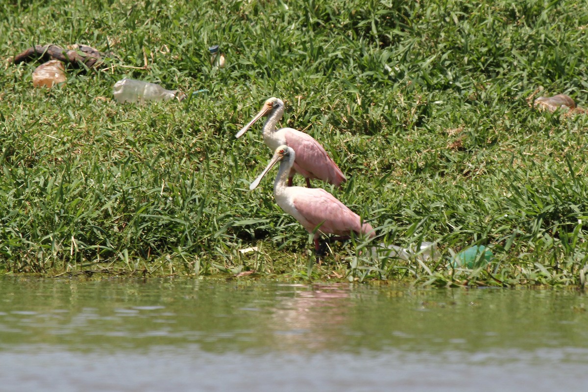 Roseate Spoonbill - ML625543039