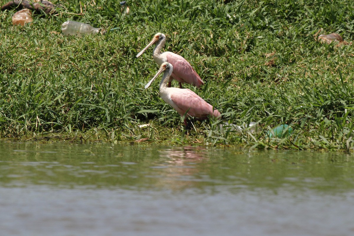 Roseate Spoonbill - ML625543040