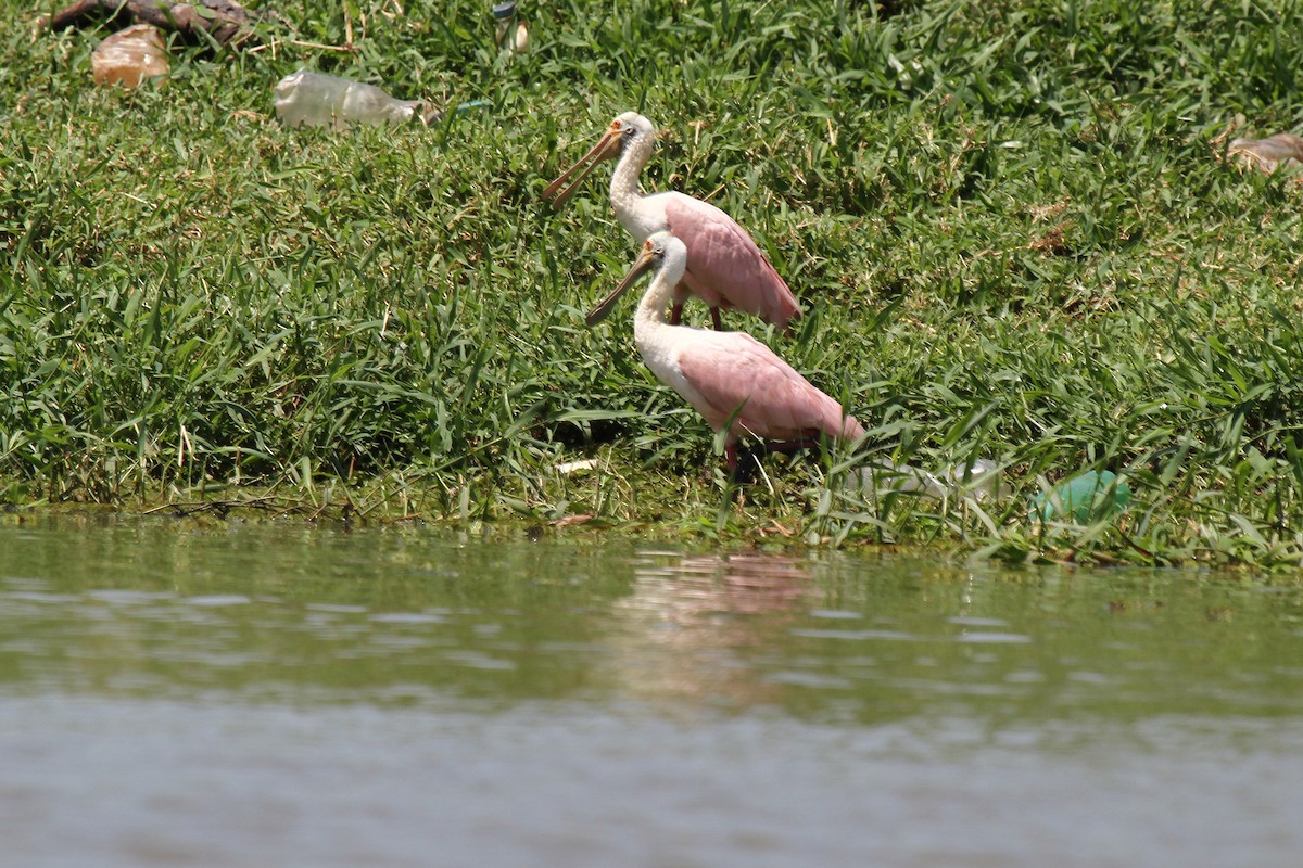 Roseate Spoonbill - ML625543041