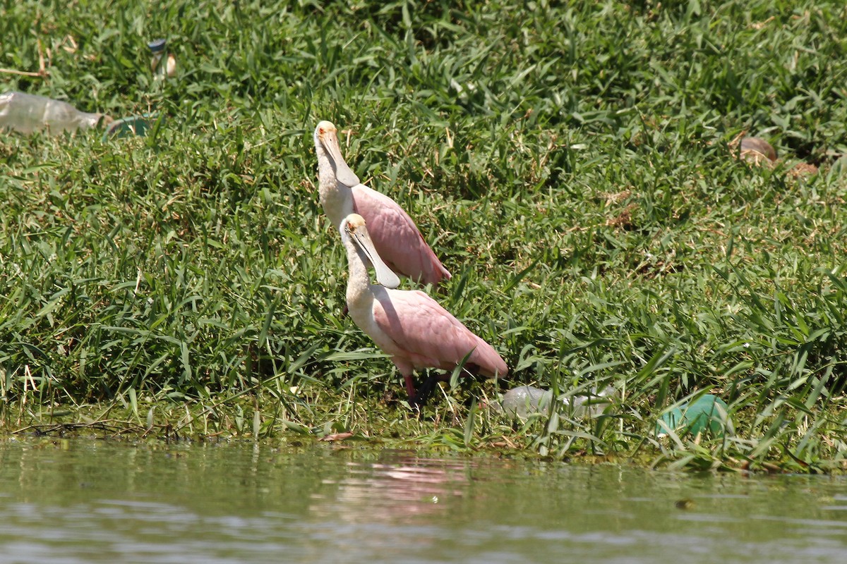 Roseate Spoonbill - Silvia Faustino Linhares