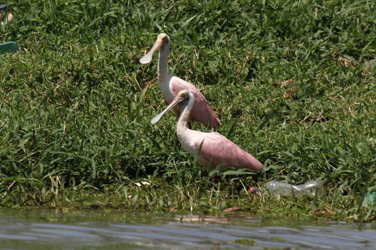 Roseate Spoonbill - ML625543045