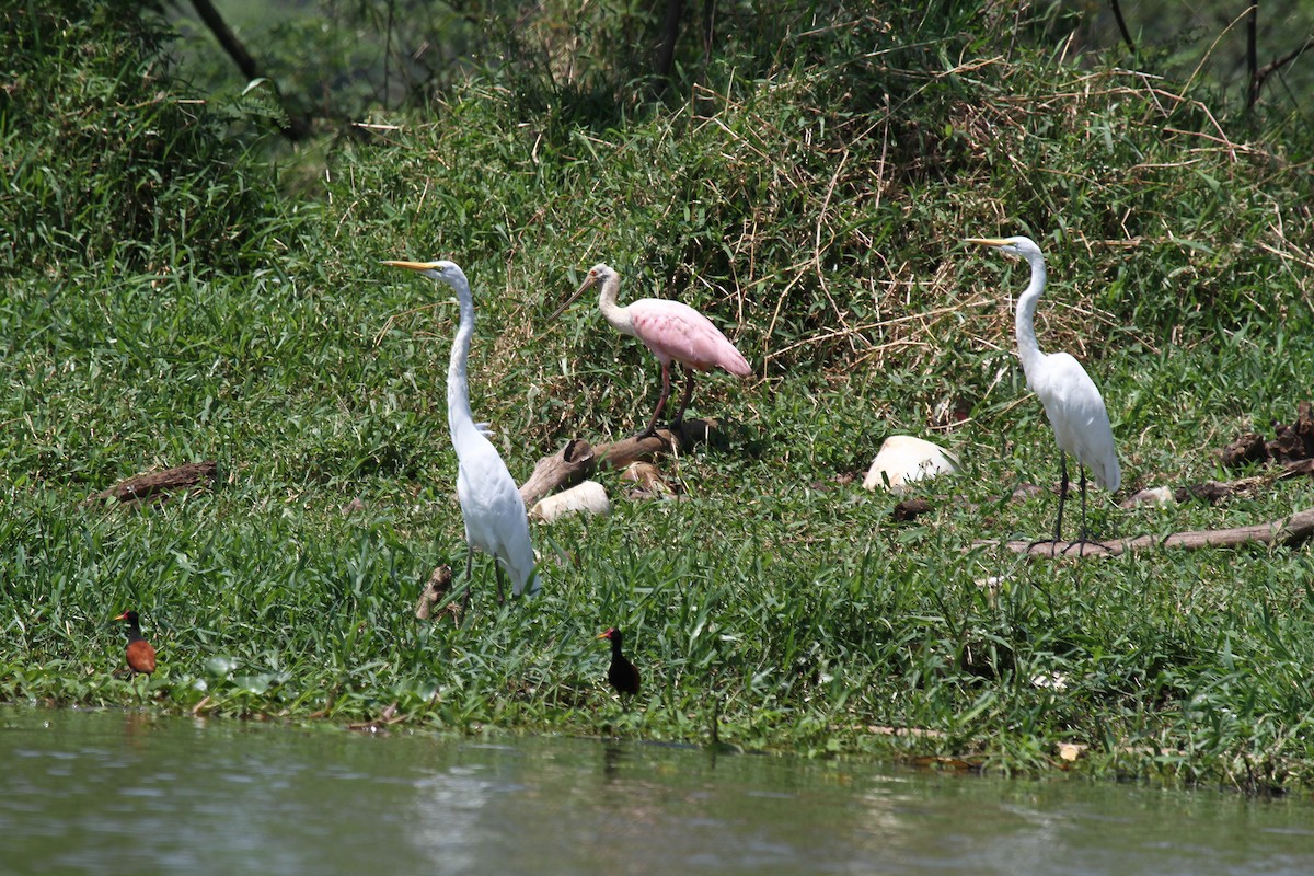 Roseate Spoonbill - ML625543046