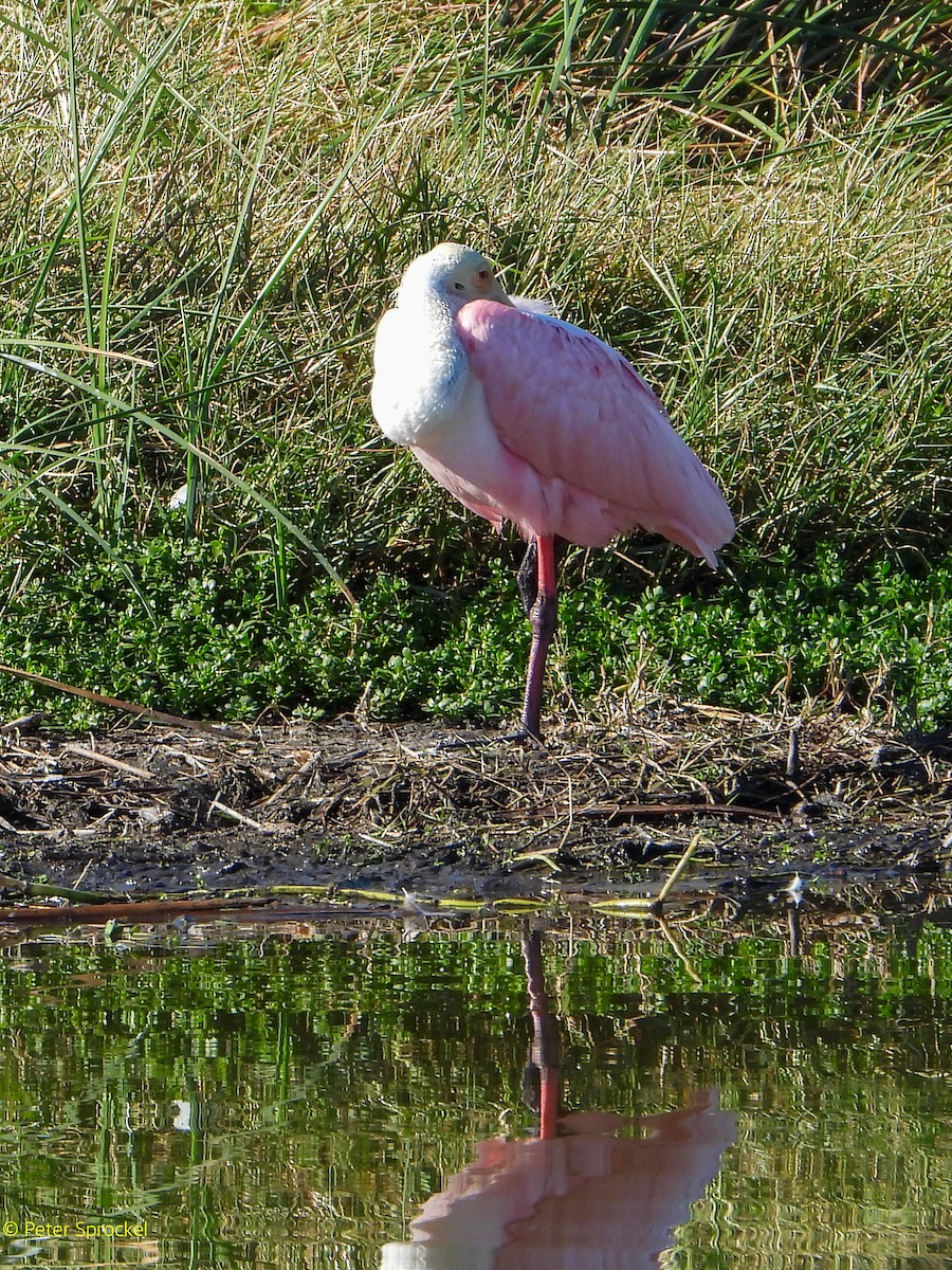 Roseate Spoonbill - ML625543091