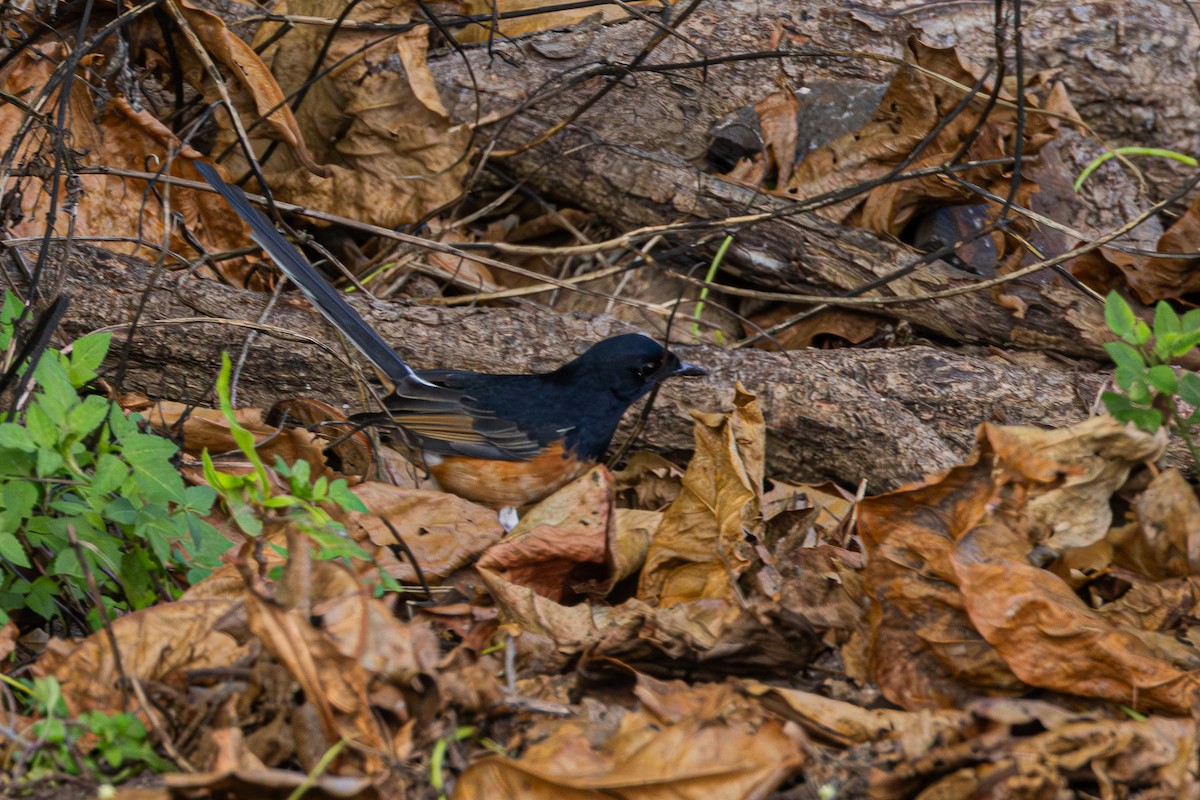 White-rumped Shama - ML625543161