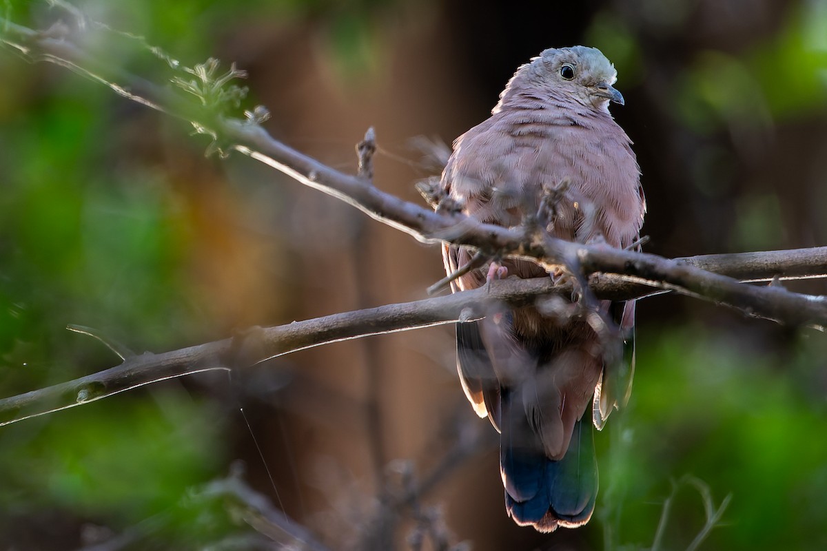 Ruddy Ground Dove - ML625543302