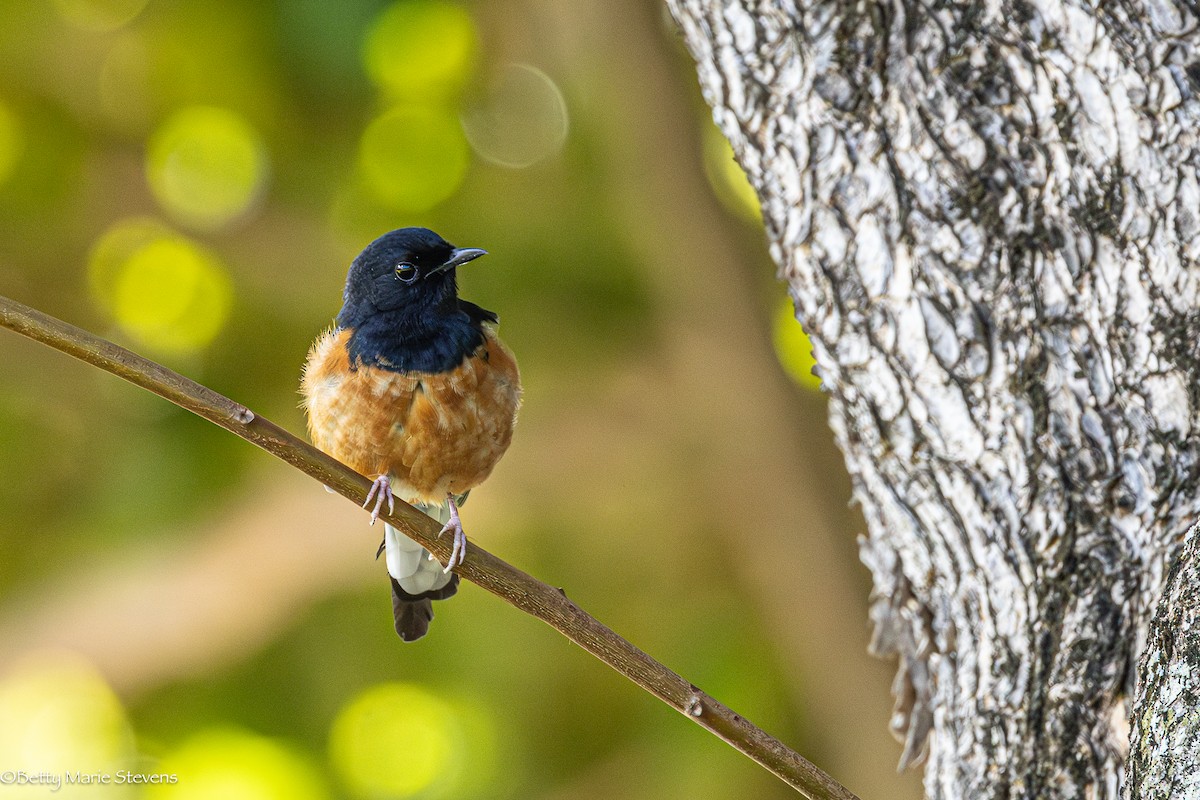 White-rumped Shama - ML625543340