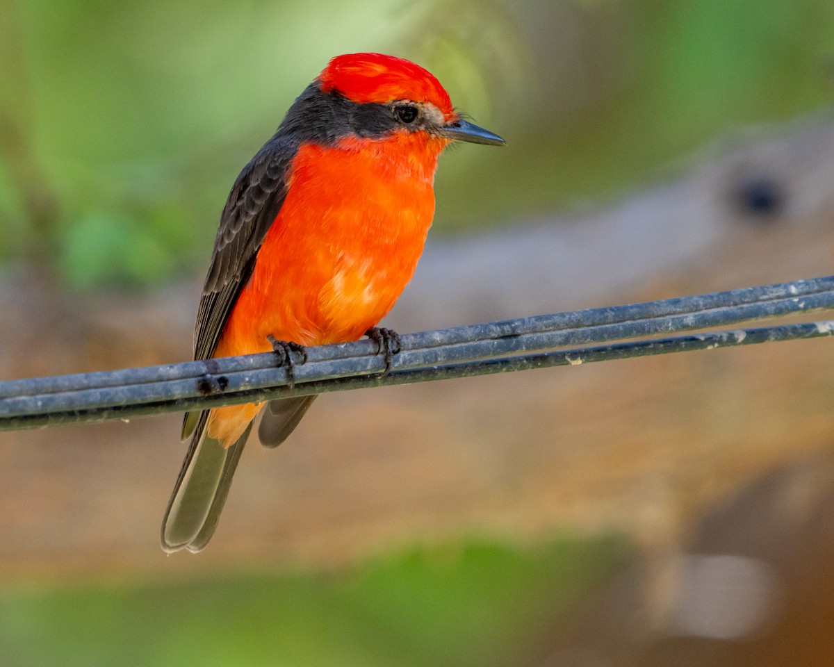 Vermilion Flycatcher - Cristian Larrere