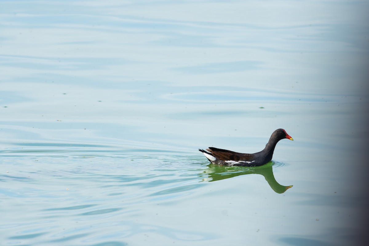 Common Gallinule - ML625543354