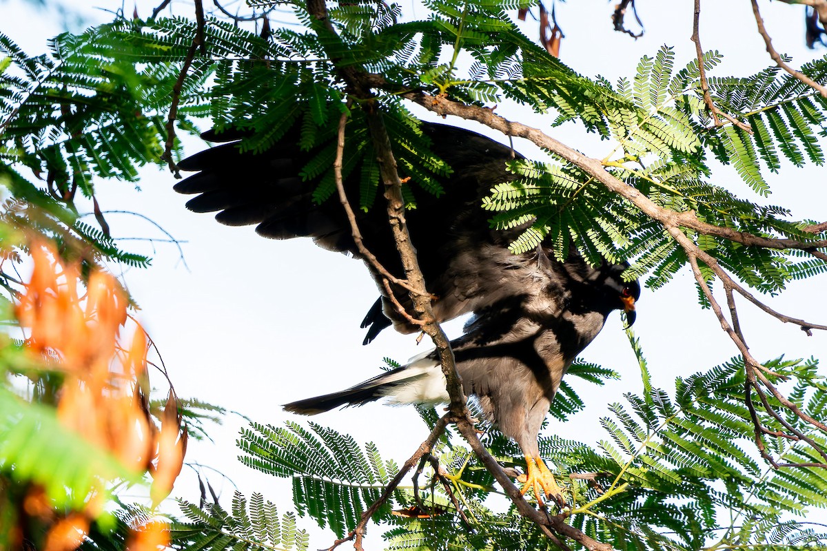 Snail Kite - ML625543376