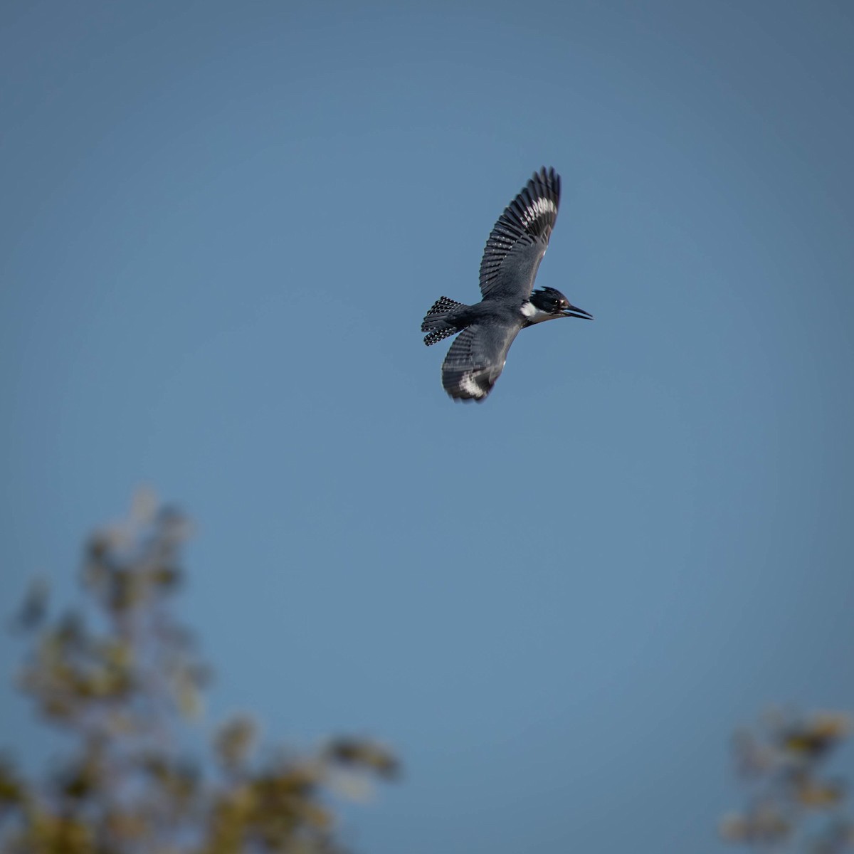 Belted Kingfisher - ML625543394