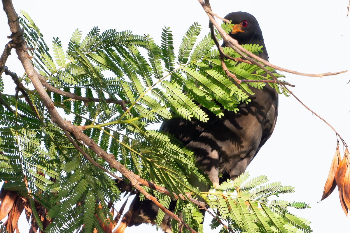 Snail Kite - ML625543397